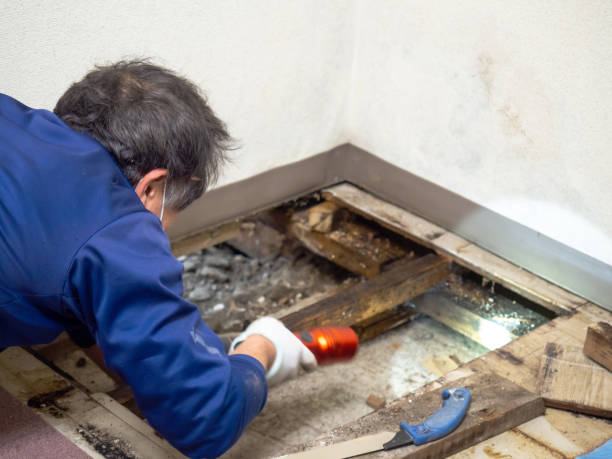 Best Mold Damage Repair  in Southmont, NC