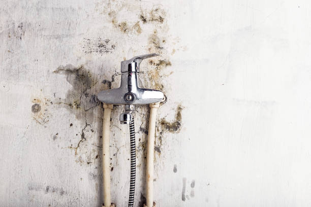 Best Residential Mold Removal  in Southmont, NC