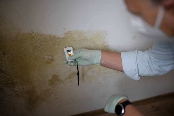 Best Mold Testing  in Southmont, NC