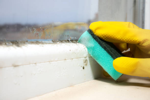 Best Certified Mold Removal  in Southmont, NC