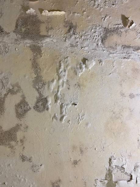 Best Emergency Mold Removal  in Southmont, NC