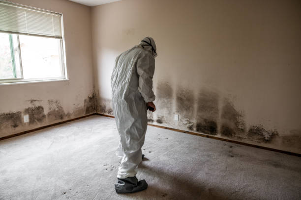 Trusted Southmont, NC Mold Removal Experts