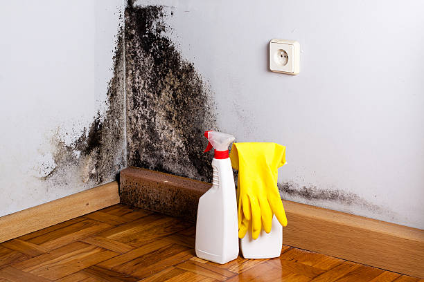 Best Professional Mold Removal  in Southmont, NC