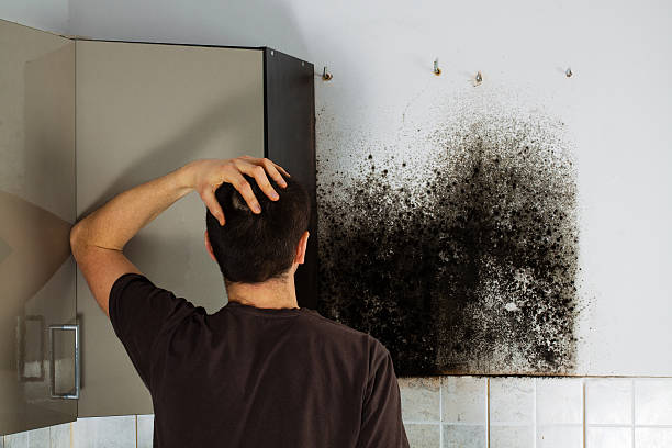 Best Mold Remediation  in Southmont, NC